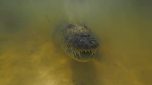 Predator In Water, Wild Alligator American Saltwater Crocodile Underwater Extreme  Slowmotion Shot