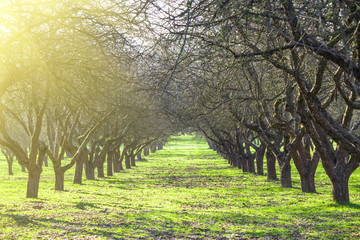 Wall Mural - Beautiful old fruit tree tree avenue in early spring. Early morning winter sunshine with bare branches