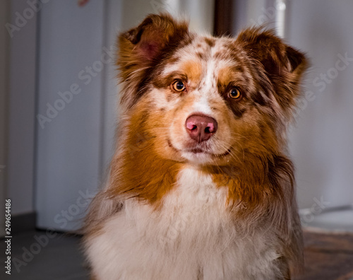 Berger Australien Chien Australien Shepherd Dog Aussie