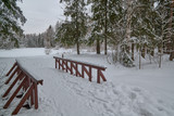 Fototapeta Most - Winter forest in Russia