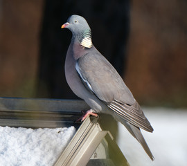 Wall Mural - Woodpigeon in winter sun looking for food in urban garden.