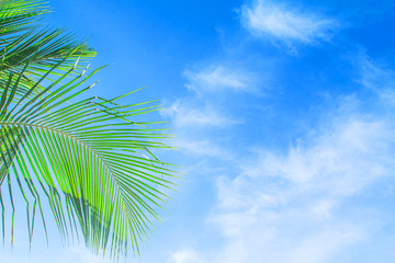 Background sky,Bright With coconut leaves at sea phuket Thailand