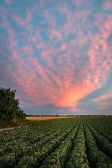 Wall Mural - clouds over the landscape of the western netherlands are beautiful illuminated by the low sun. sunse