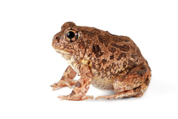 Wall Mural - A southern African sand frog (Tomopterna cryptotis) isolated on white.