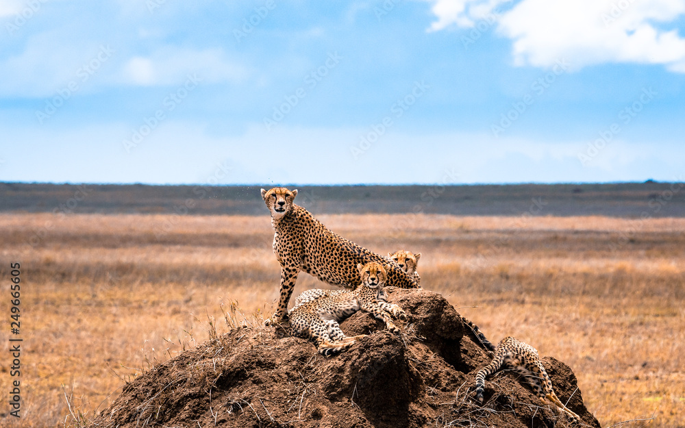 Group of cheetahs in the Serengeti National Park. Africa. Tanzania. - obrazy, fototapety, plakaty 