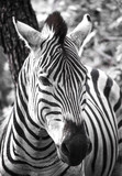 Fototapeta Konie - Zebra up close
