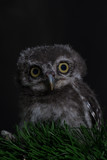 Fototapeta Zwierzęta - Spot owl on green grass and black background, select focus eye,