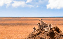 A Family Of Cheetahs Looking For Pray