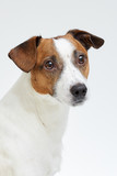 Fototapeta Psy - Close portrait of the cute Jack Russell Terrier on the white background
