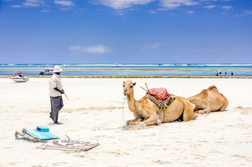 Wall Mural - Camels and Diani beach seascape, Kenya