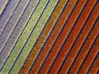 Poster - Aerial view Tulip field