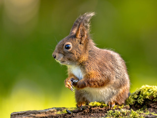 Sticker - Red squirrel portrait