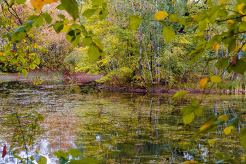  Autumn pond in the park