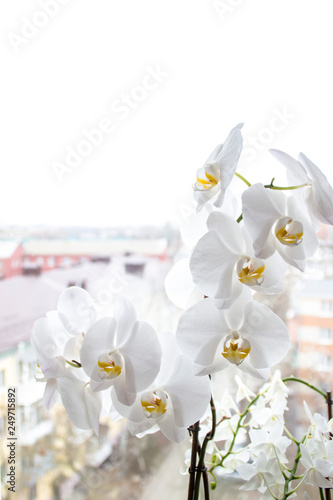 Dekoracja na wymiar  orchidea-z-bialymi-kwiatami-stoi-w-oknie-z-widokiem-na-miasto
