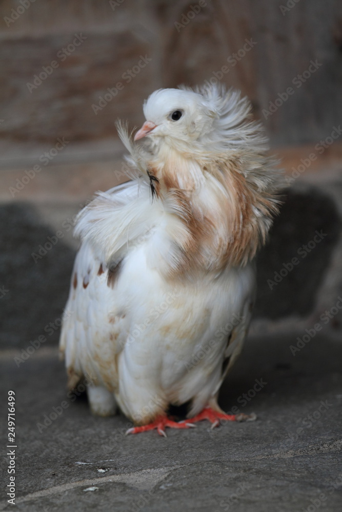 Jacobin Pin Jacobin Pigeon White