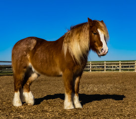 Rescue chestnut heavy horse, light mane, white blaze and fetlock feathers. Standing outside, in Spring sunshine with blue sky background. Warwickshire, England.