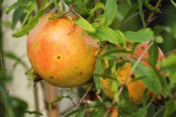 Pomegranate fruit on tree with the nature