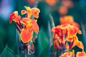 Wall Mural - Beautiful orange Yellow canna Lily in vintage style.