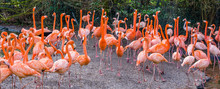 Big American Flamingo Family Standing All Together, Tropical Birds From The Galapagos Islands