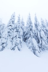 Winter snow forest. Snow lies on the branches of trees. Frosty snowy weather. Beautiful winter forest landscape fantasy forest with snow falling in winter Winter foggy forest scene. Christmas time