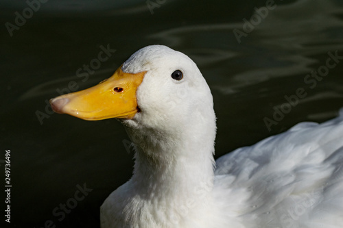 Portrait Of A Pekin Duck Anas Platyrhynchos Domesticus Also Know As Aylesbury Or Long Island Ducks Buy This Stock Photo And Explore Similar Images At Adobe Stock Adobe Stock