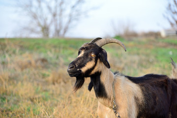 A goat grazes in a meadow and eats green grass.