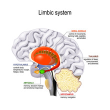 Limbic System. Cross Section Of The Human Brain