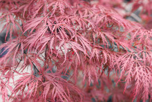 Beautiful Floral Background Of Pink Red Weeping Laceleaf Japanese Maple Or Acer Palmatum. Selective Focus.
