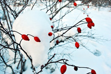 Bush With Ripe Wild Rose Berries Covered With Snow On The Background Of White Snow