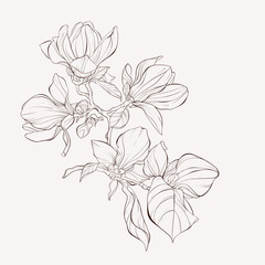 sketch floral botany collection. magnolia flower drawings. black and white with line art on white ba