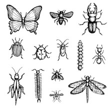 Set Of Hand-drawn Insects Butterfly, Bee, Stag Beetle, Colorado Potato Beetle, Ladybug, Beetle, Caterpillar, Ant, Grasshopper, Centipede, Fly, Dragonfly.