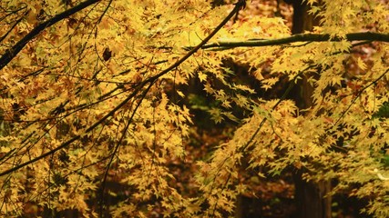 japanese maple turning yellow in autumn time lapse. camera zoom out.
