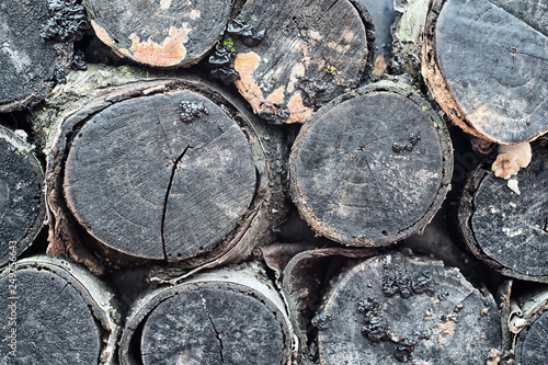 Black Decorative Birch Logs With Lichen Moss Mold And Mushrooms