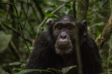  Wild male chimpanzee in Kibale National Park Uganda Africa