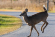 © Mircea Costina - white tailed deer crossing the road