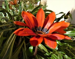 Bright orange flower of gazania in garden during flowering. Garden flower of gazania blooming all autumn and winter.