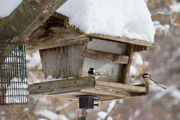 Two black-capped chickadees perch on a rustic bird feeder in a winter snow storm