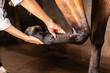 © Nexa - Veterinarian examining horse leg tendons
