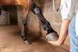 © Nexa - Veterinarian examining horse leg tendons. Selective focus on hoof.