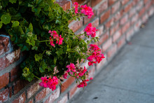 Pink Geraniums Spilling Over Brick Garden Wall