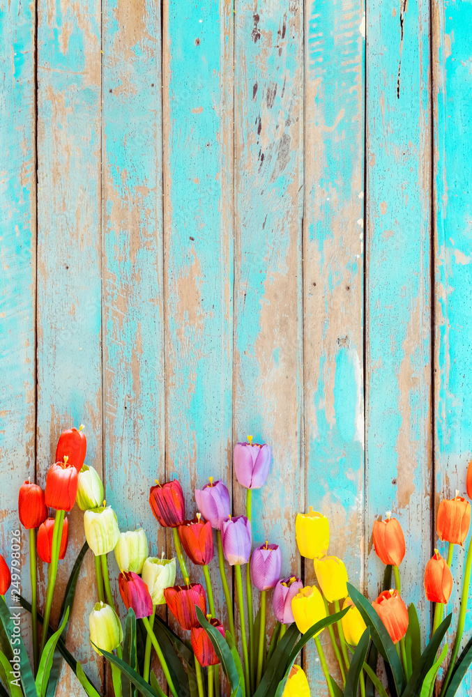 Tulip blossom flowers on vintage wooden background, border  frame design. vintage color tone - concept flower of spring or summer background - obrazy, fototapety, plakaty 