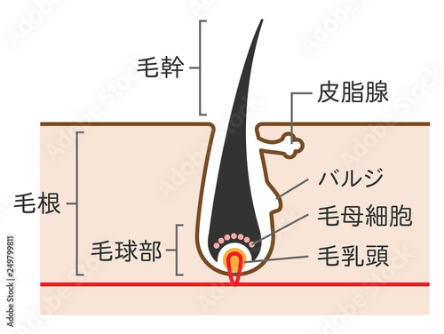 毛の構造 断面図のシンプルかわいいイラスト Acquista Questa Illustrazione Stock Ed Esplora Illustrazioni Simili In Adobe Stock Adobe Stock