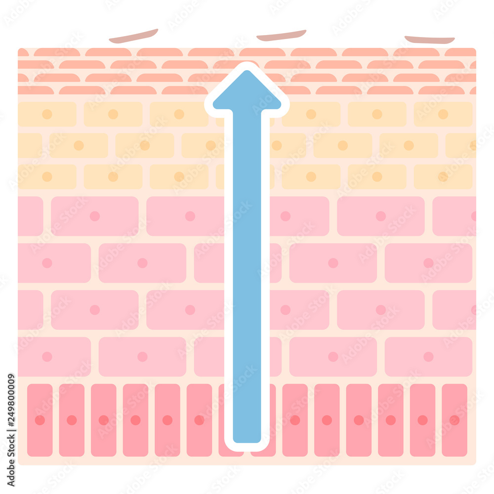 皮膚のターンオーバーの構造のイラスト Fototapety