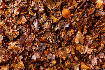 forest ground with leaves and branches