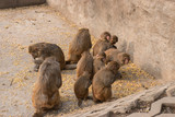Fototapeta Zwierzęta - Primates family in Chinese park