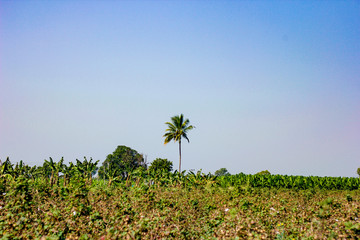 Poster - Teak tree and blue sky