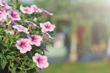 Pink Petunias ,colorful Petunia Flower (Petunia Hybrida) In The Garden With Blurred Background