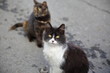 Piękny biało-czarny kot siedzi na jezdni, na ulicy, patrzy szeroko otwartymi oczami wprost w aparat fotograficzny, za nim, nieostry, drugi pręgowany kot