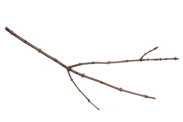 single dry tree branch, isolated on white background. stick tree branch from nature for design.