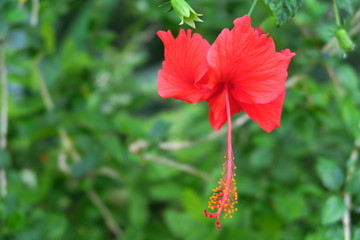 Wall Mural - Hibiscus orange